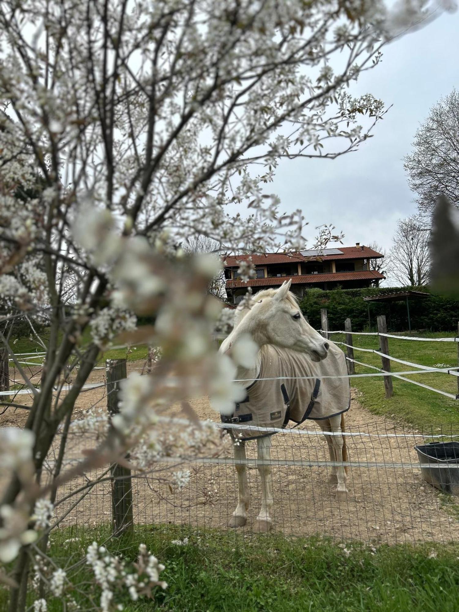 Bilocale In The Farm- Malpensa-Lago Maggiore Varallo Pombia Exterior foto